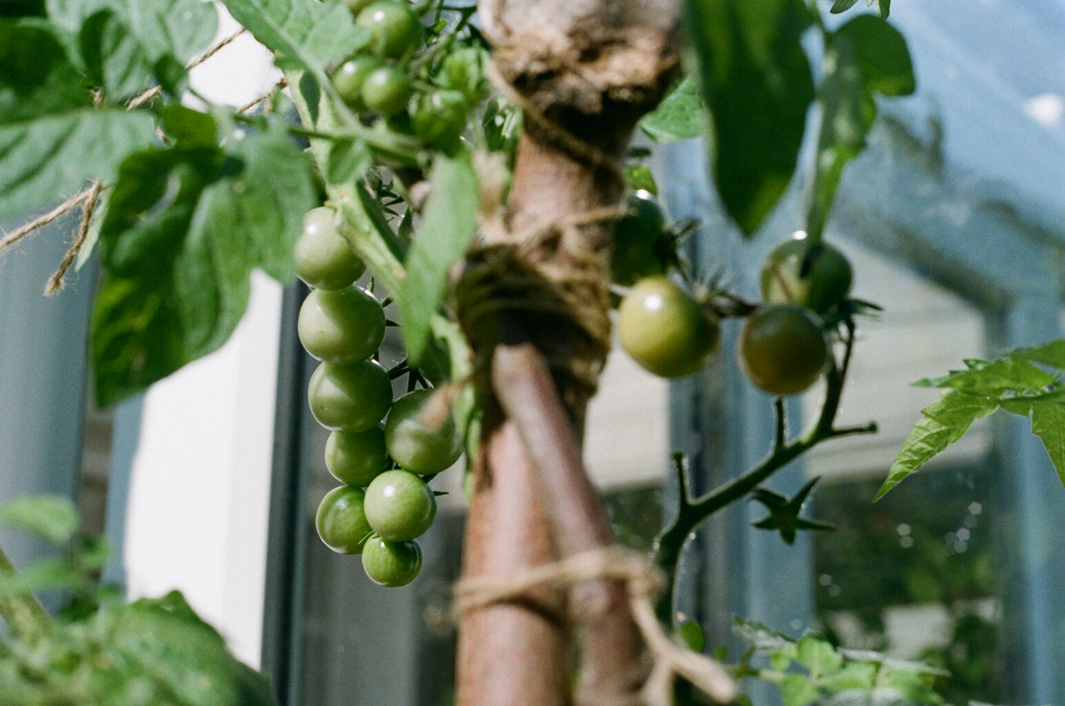 The Eden Project: How To Grow Vegetables