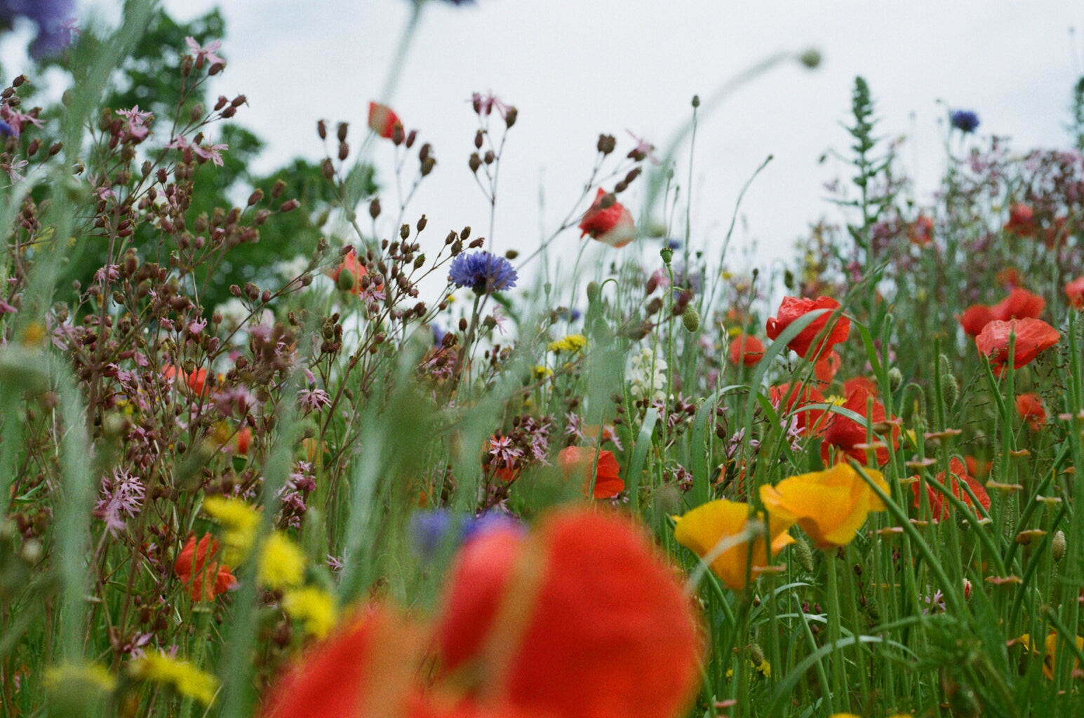The Eden Project: Growing Wildflowers