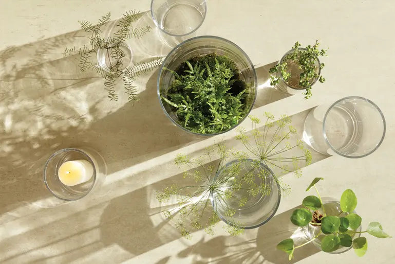 Indoor Garden