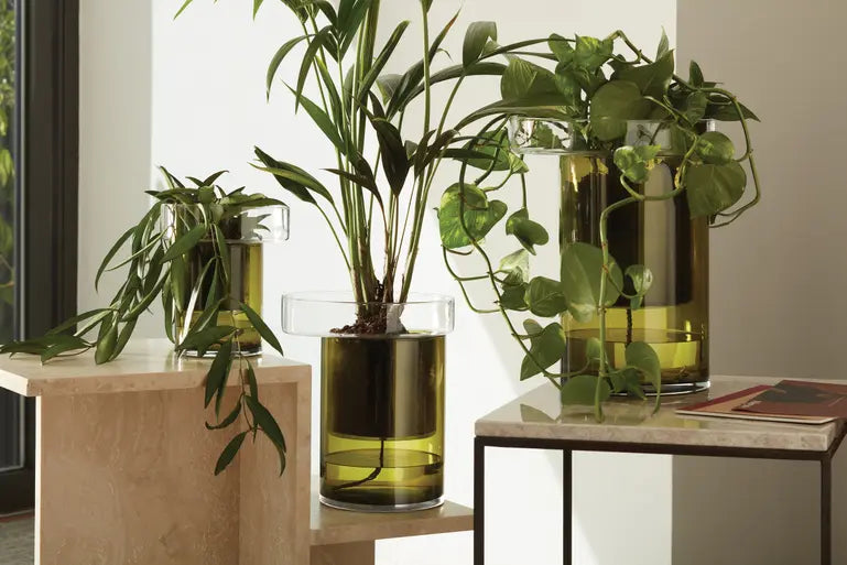 Three green leafy houseplants are growing in clear glass containers filled with water, placed on light-colored tables near a window, with sunlight streaming in.