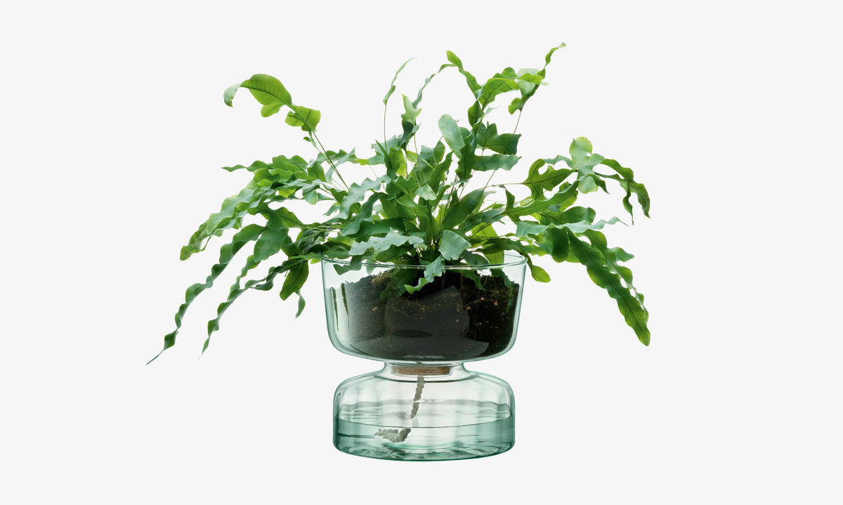 A green leafy plant with wavy-edged leaves is displayed in the lsa-international Self Watering Planter Clear/Part Optic, a recycled glass planter that showcases the roots and soil inside, set against a plain white background.