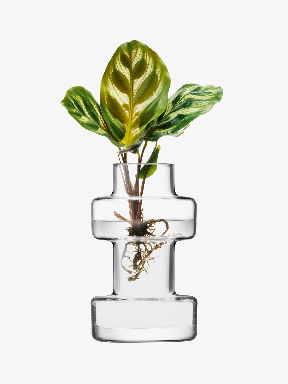 A small plant with patterned green leaves and exposed roots growing in a Five Mini Vase Set, a multi-tiered mouth-blown glass vase filled with water.