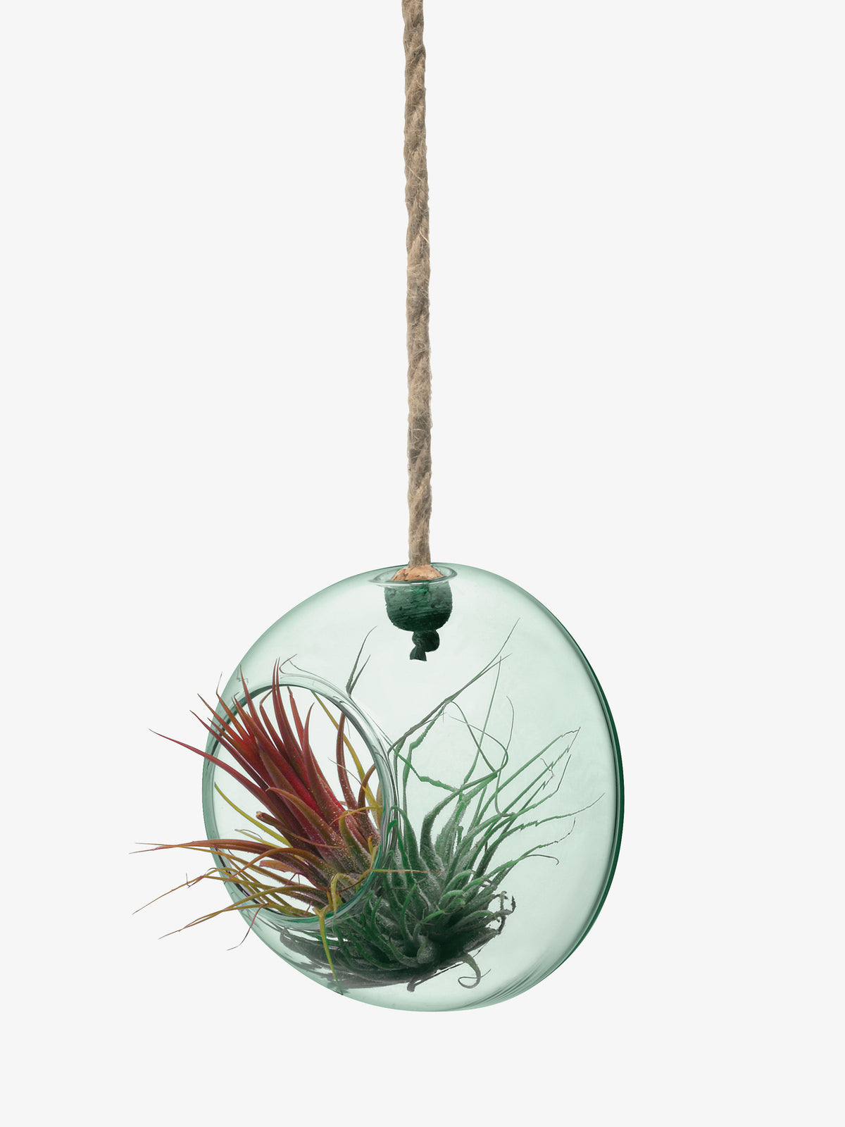 The lsa-international Hanging Planter is crafted from recycled glass and suspended with a sturdy rope, showcasing vibrant air plants with red and green leaves against a white background. This elegant and eco-friendly piece brings sustainable style to any space.
