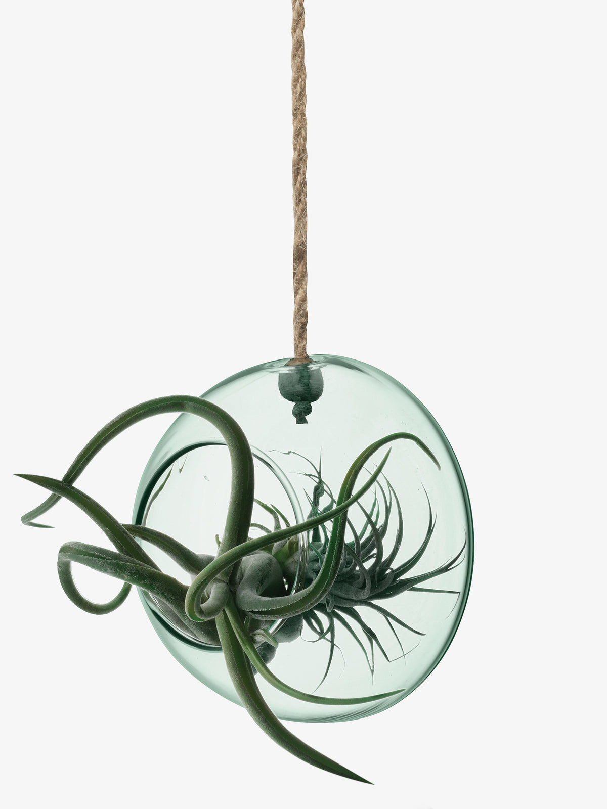 The lsa-international Hanging Planter, crafted from recycled glass and featuring an air plant inside, is suspended by a brown rope against a white background.