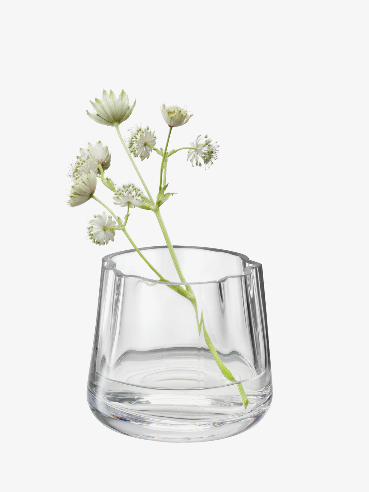An LSA International Tealight Holder/Vase featuring a wavy rim and a clear glass construction, holding a sprig of white masterwort flowers.
