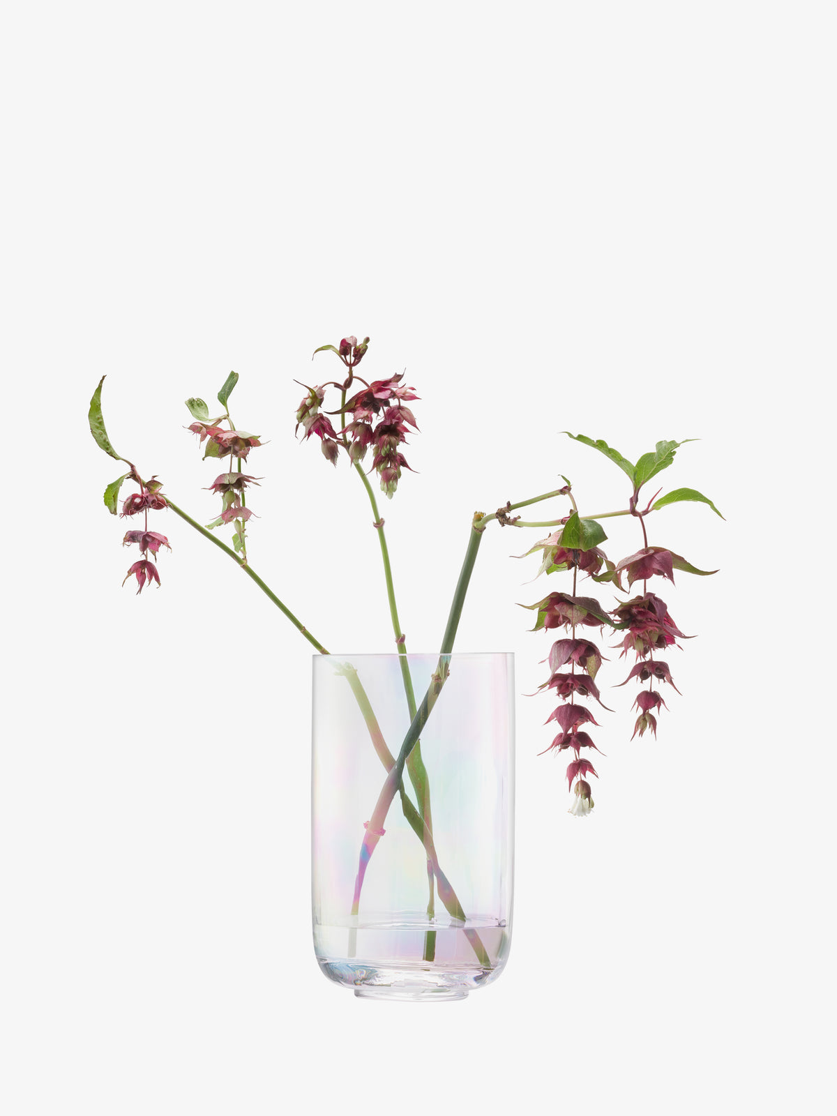 Three flowering stems of Salvia splendens in an lsa-international Lantern/Vase.