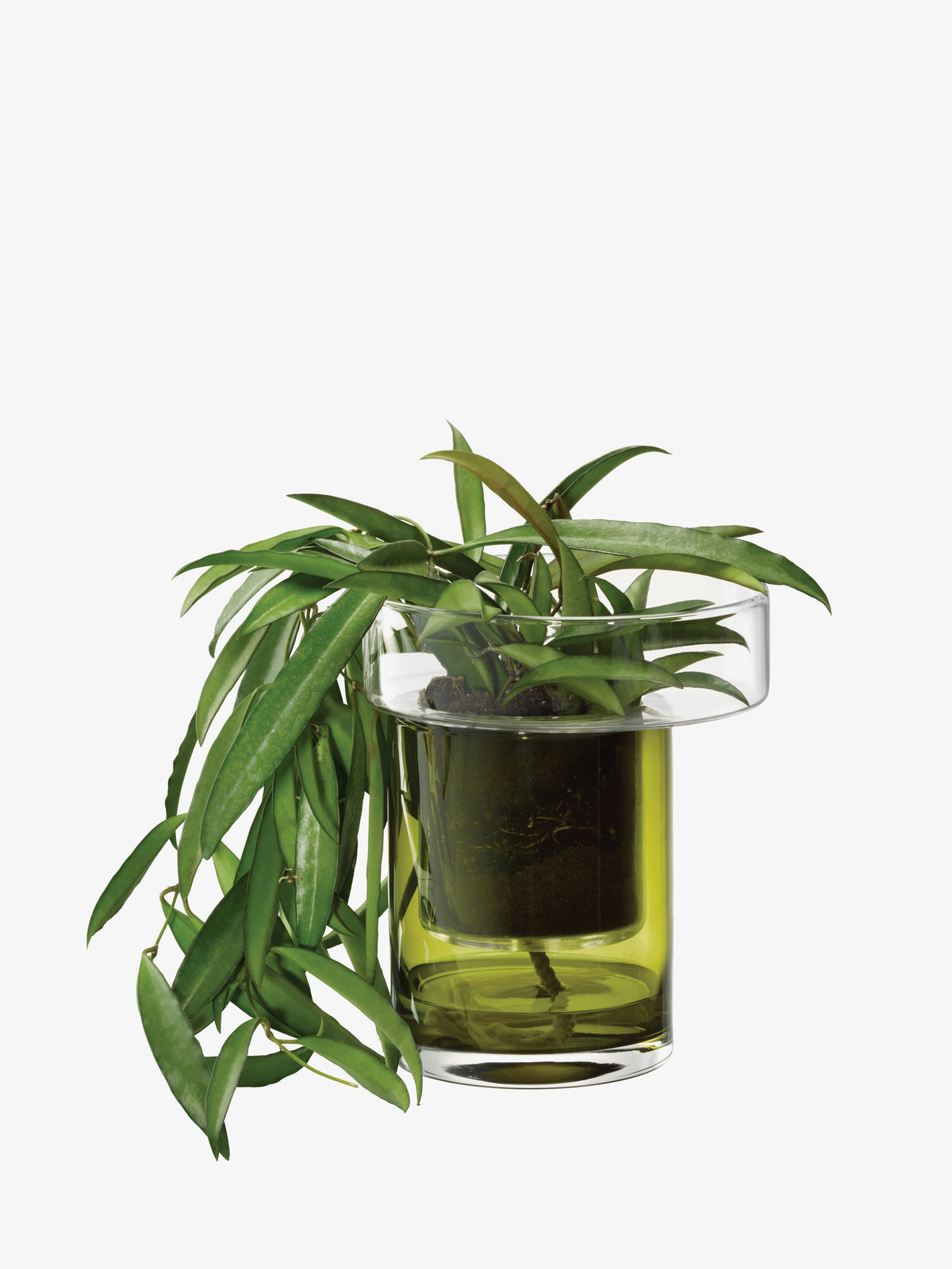 A trailing green houseplant in an LSA International Self Watering Planter made of two-part glass.