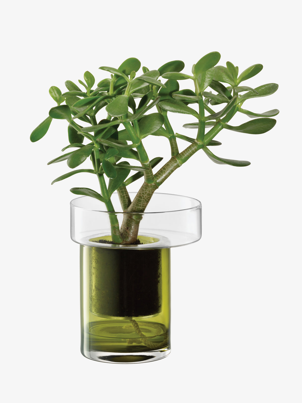 Jade plant in a clear and green LSA International Self Watering Planter with an integrated sub-irrigation system.