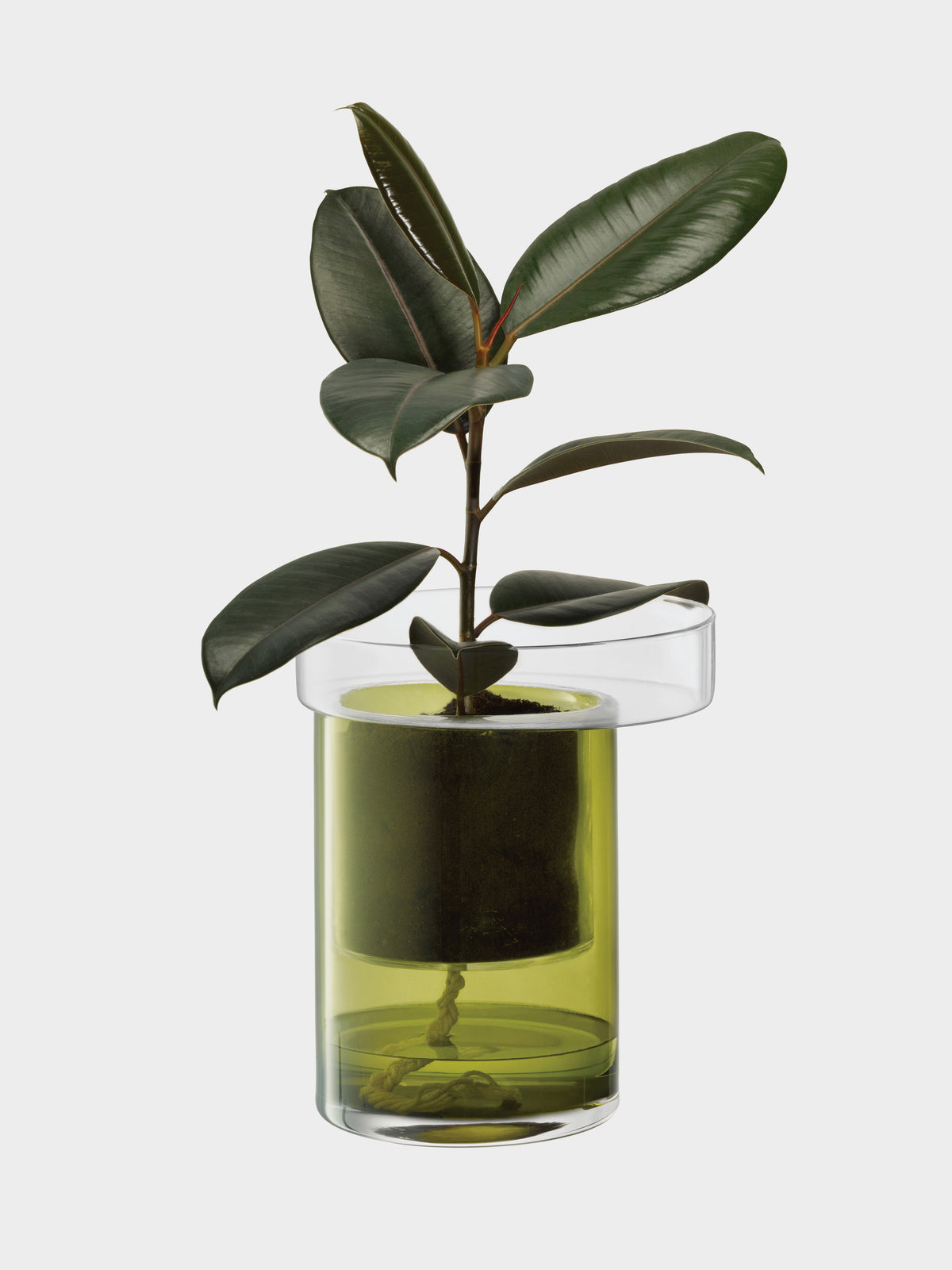 Rubber plant in an LSA International Self Watering Planter featuring a glass design with an inner green reservoir and a watering wick.