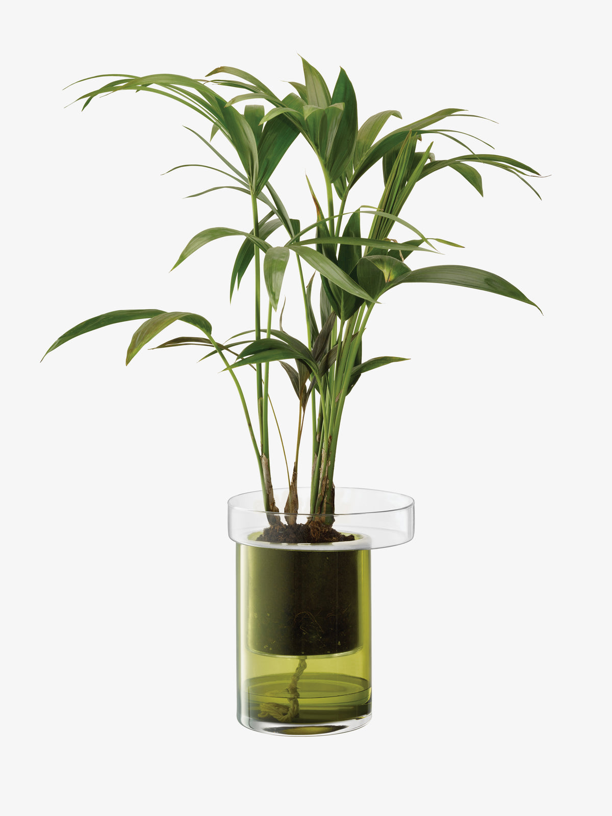 A small palm plant in an LSA International Self Watering Planter made of clear glass containing water and soil.