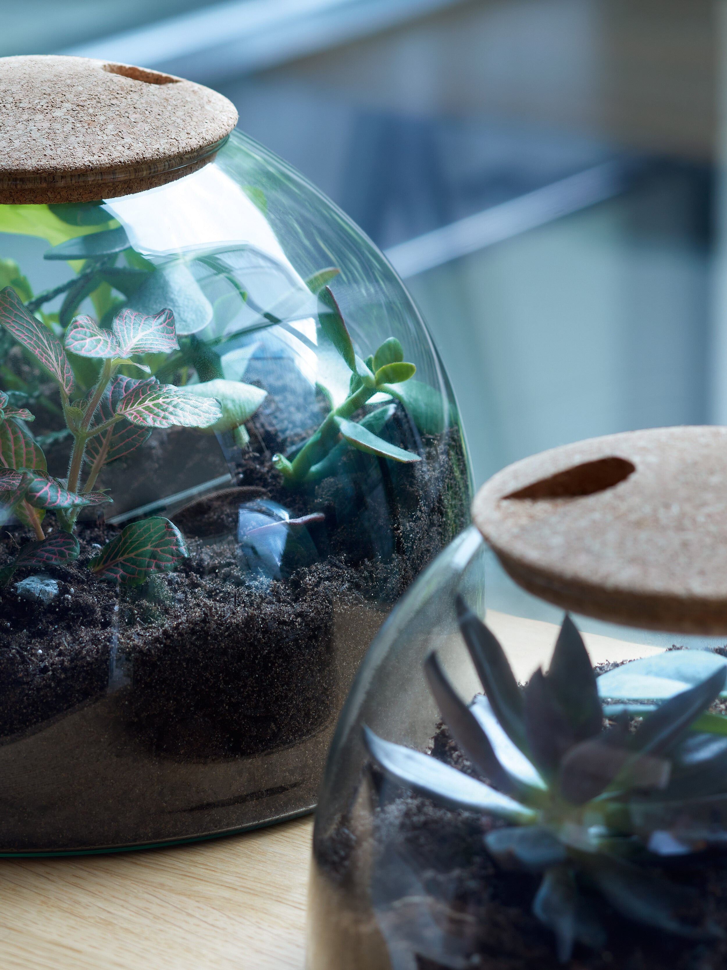 Canopy Closed Garden